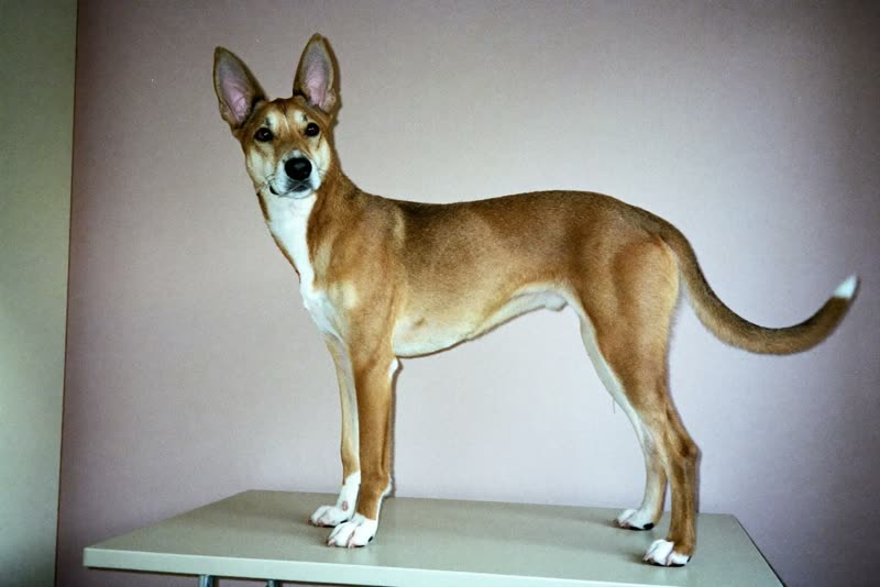 A calm dog standing on a grooming table in a plain tidy room