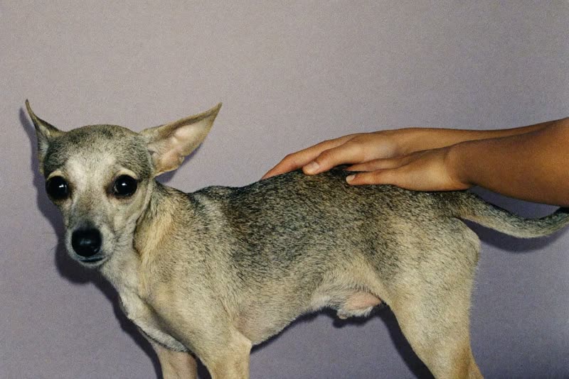 Hands brushing a small dog's coat against a plain backdrop