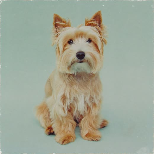 A freshly groomed small terrier sitting on a plain pale backdrop