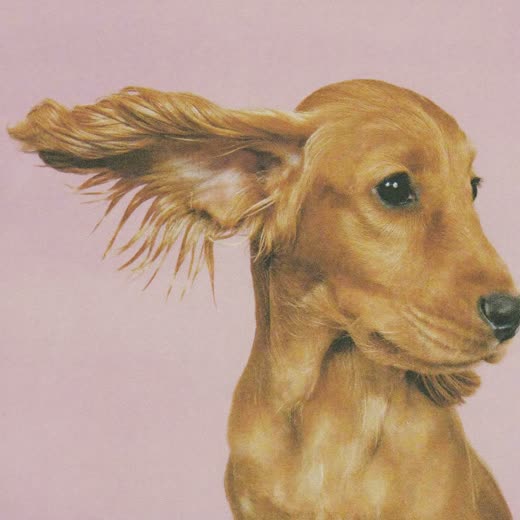 A spaniel's clean brushed ear against a plain pale backdrop